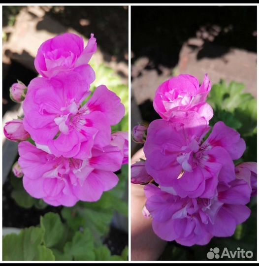 Пеларгония герань