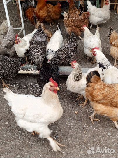 Домашние куриные яйца