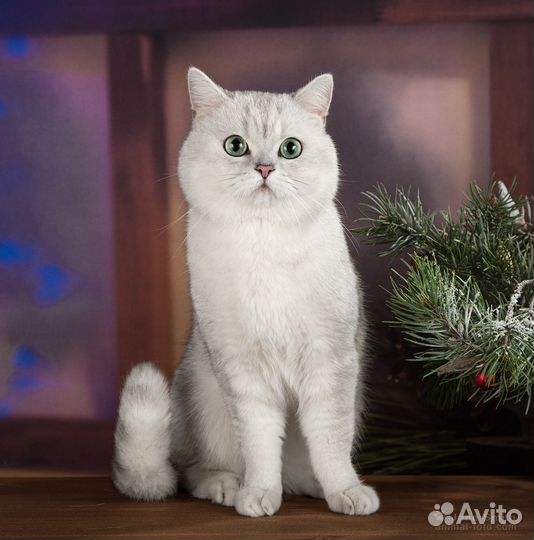 Шотландский страйт Серебристая шиншила Вязка