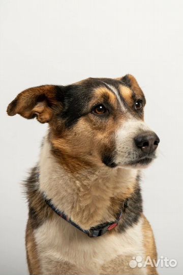 Собака в добрые руки бигль