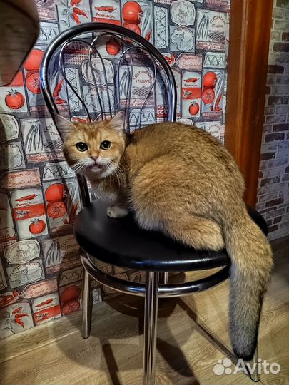 Британская кошечка