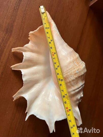 Ракушкка и звезда морские