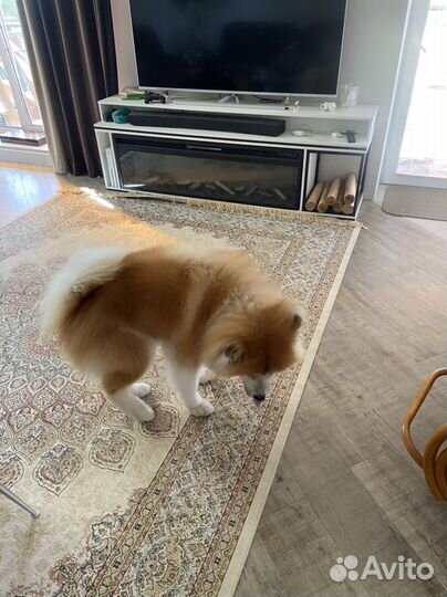 Случка, вязка