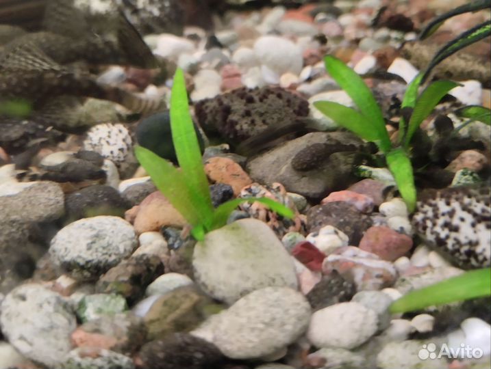 Сомики анциструсы