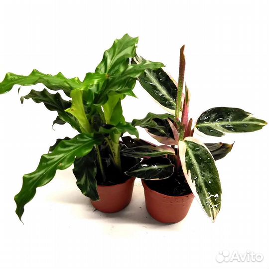 Калатея микс