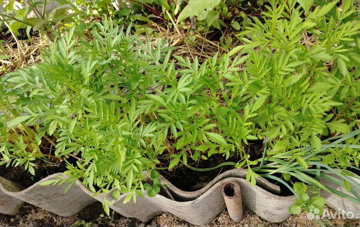 Рассада бархатцев высоких и низких, астр,цинерарии