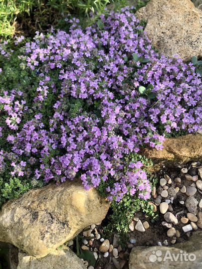 Тимьян Пигмей