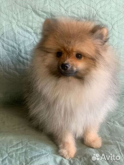 Померанский шпиц домашние любимцы