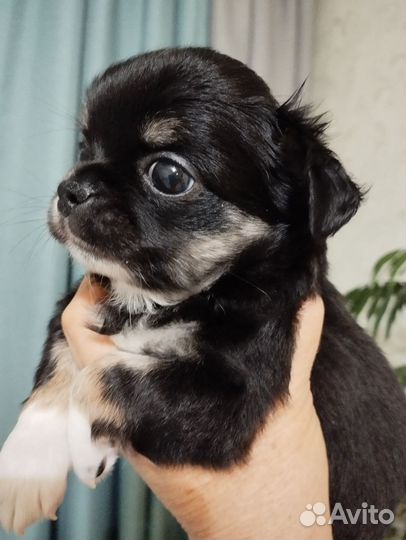 Щенки чихуахуа