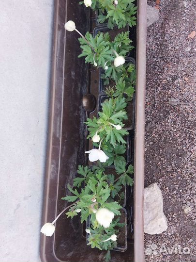 Анемона лесная