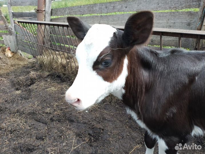 Коровы и телята