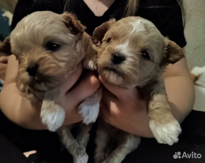 Щенки мальтипу