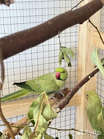 Попугаи ожереловые