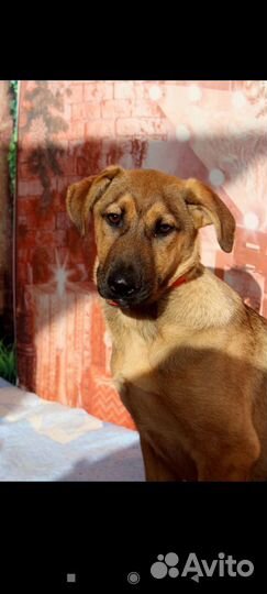 Рыжие собачки ищут дом