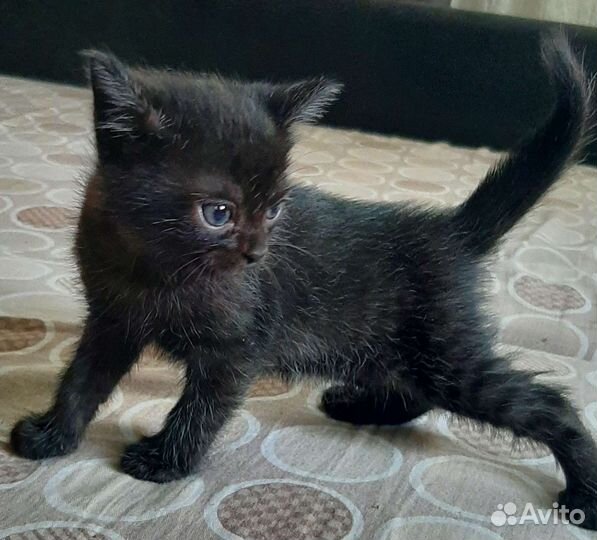 Отдам котёнка. Мальчик. Доставка