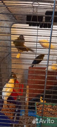Кенара и канарейки, клетки б/у