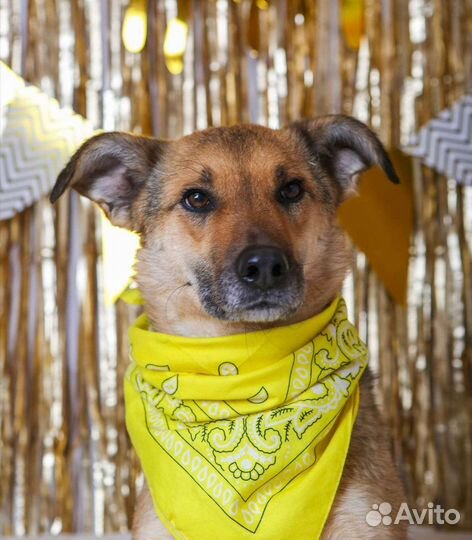 Небольшая милая собака в добрые руки бесплатно