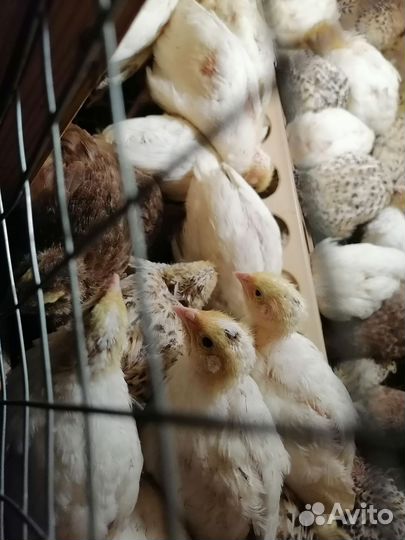 Яйца перепелиные инкубационое, перепела