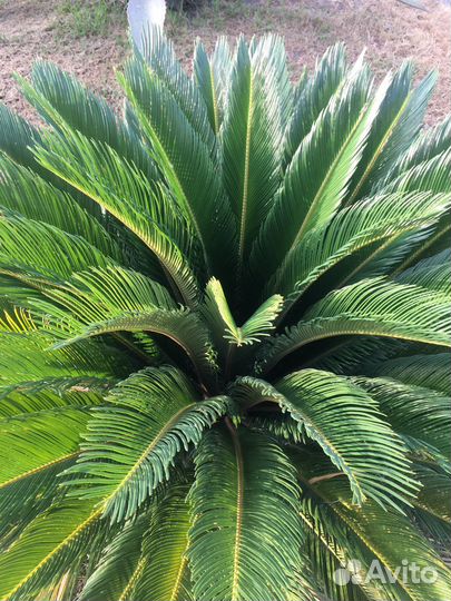 Саговник цикас