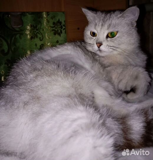 Кошка в добрые руки