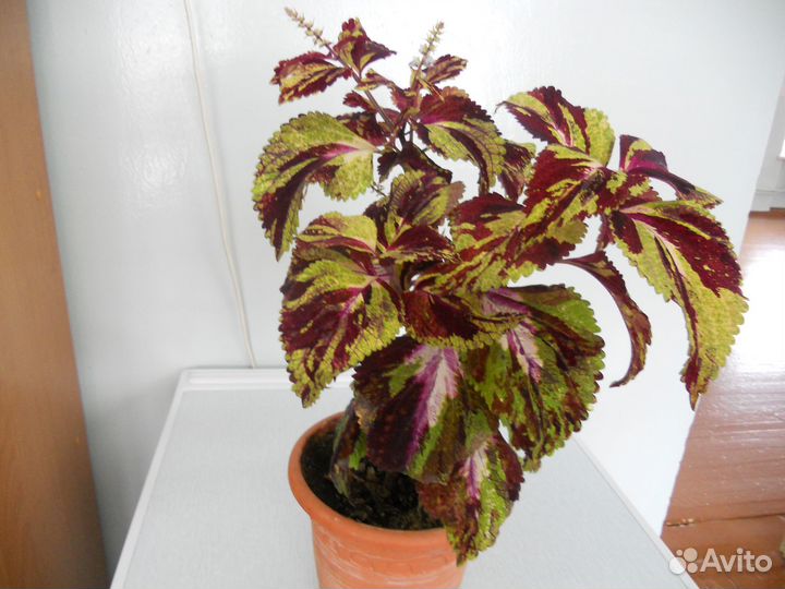 Отросток цветка колеус