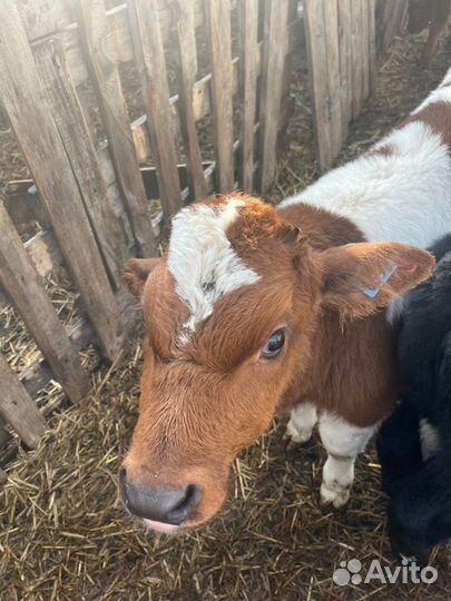 Телята бычки доставка