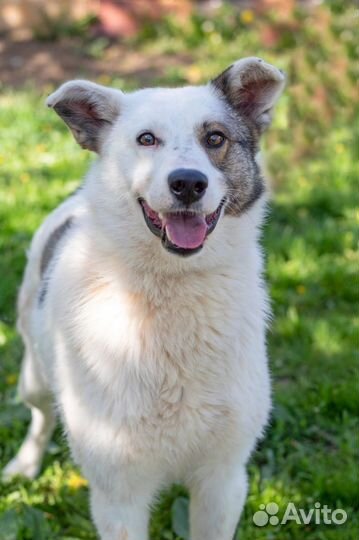 Кобель в добрые руки