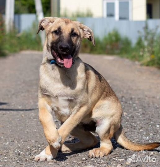 Собака в добрые руки отдам бесплатно