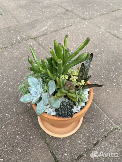 Флорариум, суккуленты