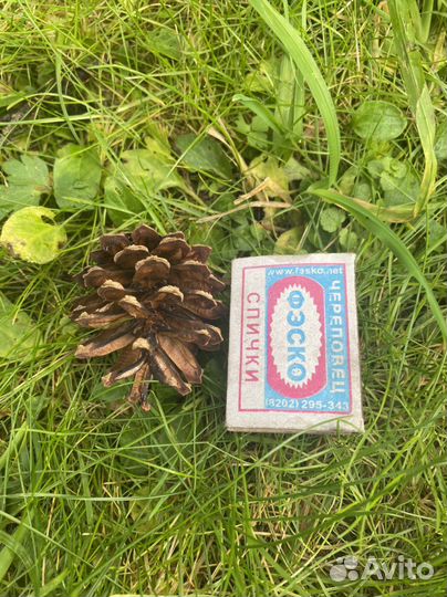 Шишки сосновые