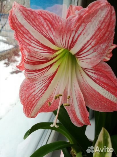 Гиппиаструм