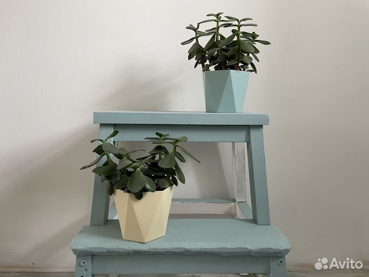 Цветок Крассула толстянка обмен