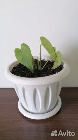 Комнатные растения