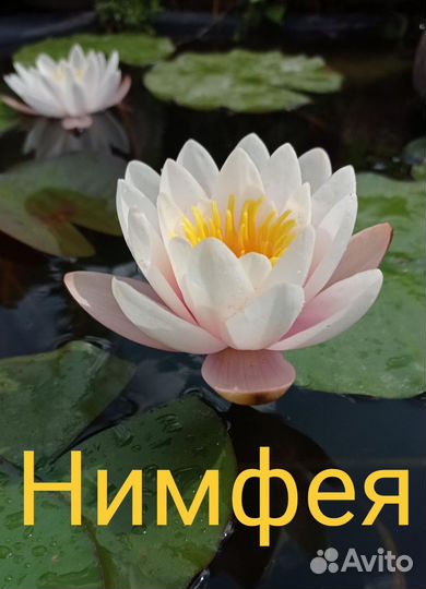 Многолетники для сада