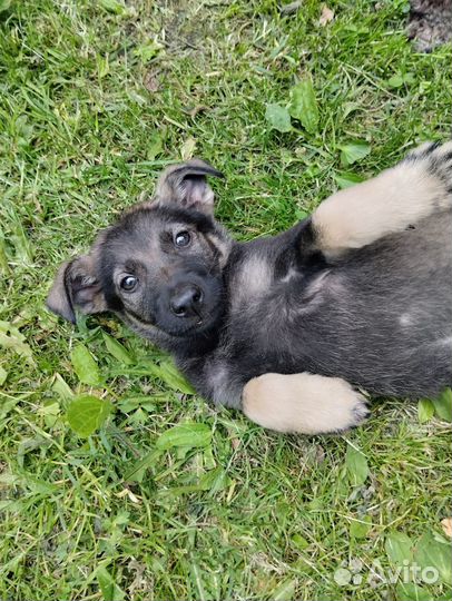 Щенки в дар