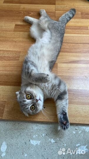 Британские котята