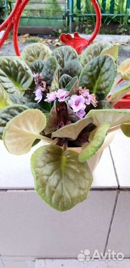 Фиалка взрослая в ассортименте