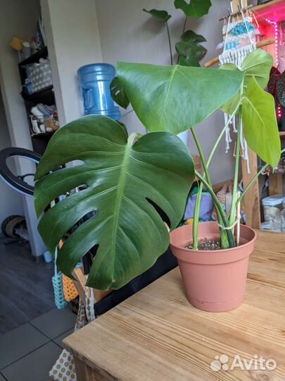 Монстера деликатесная