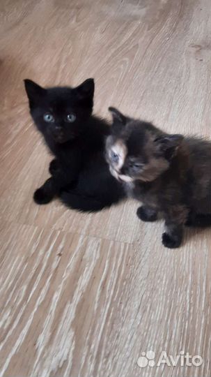 Котята отдам бесплатно