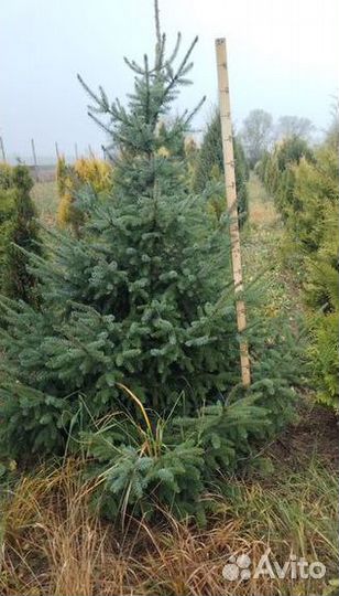 Ель, туя, сосна, можжевельник