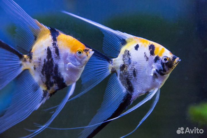 Аквариумные рыбки