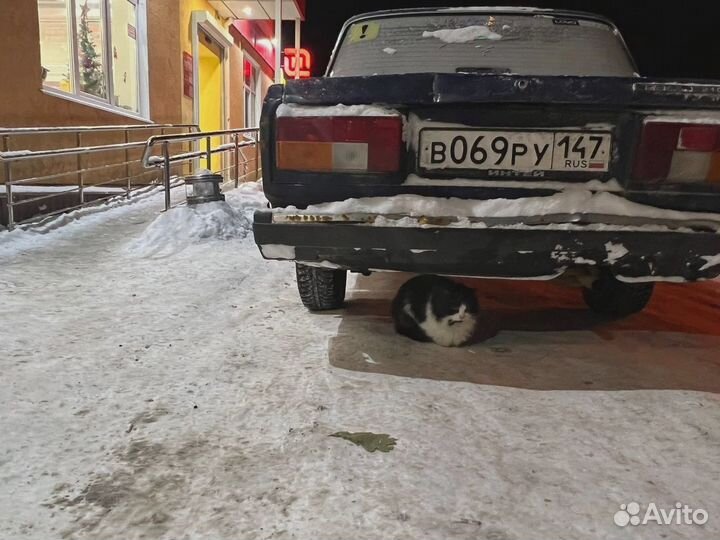 Ласковому котику нужен дом Замерзает на улице