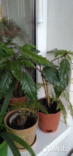 Гибискус, китайская роза