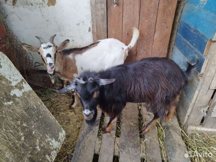 Камерунские козы