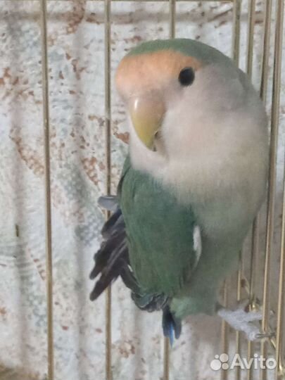 Неразлучники