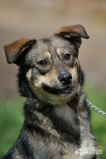 Собачка в добрые руки