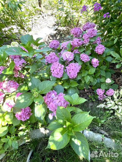 Гортензия крупнолистная саженцы