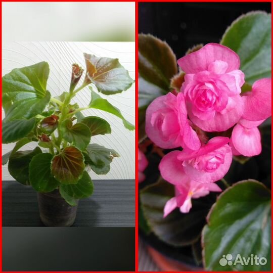 Бегония соления, Шардоне, вечноцветущая