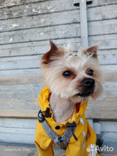 Йоркширский терьер