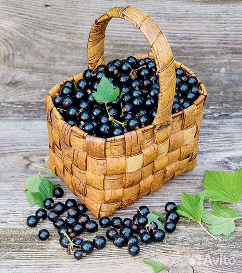 Смородина душистая